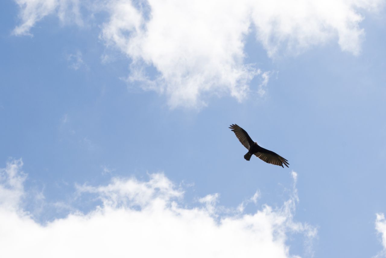 Ce este un antreprenor